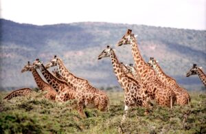 Read more about the article Giraffes in Capetown