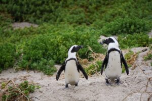 penguins-gd05eb7756_1920